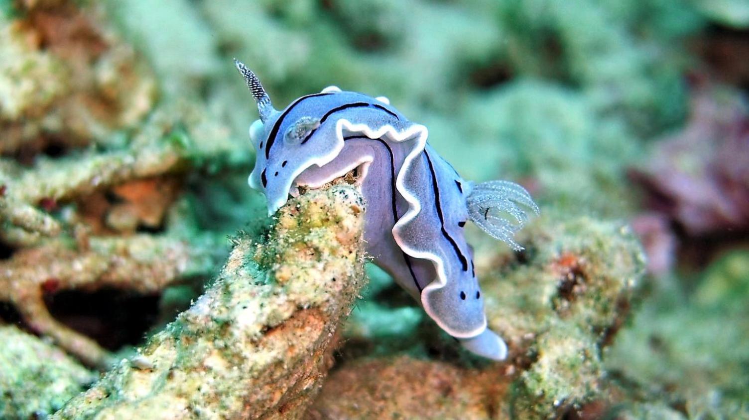 Bunaken Sea Garden Resort Экстерьер фото