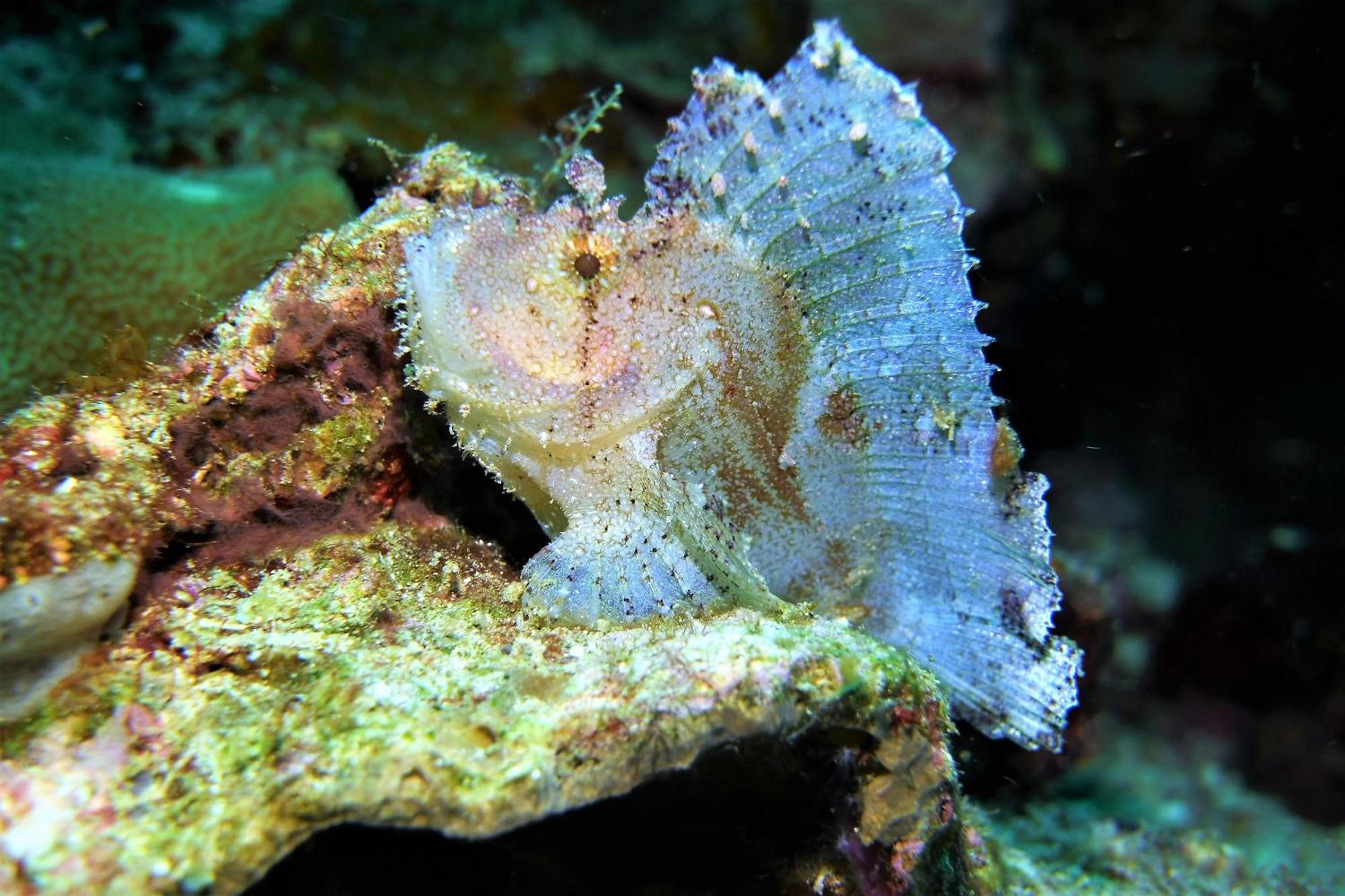 Bunaken Sea Garden Resort Экстерьер фото
