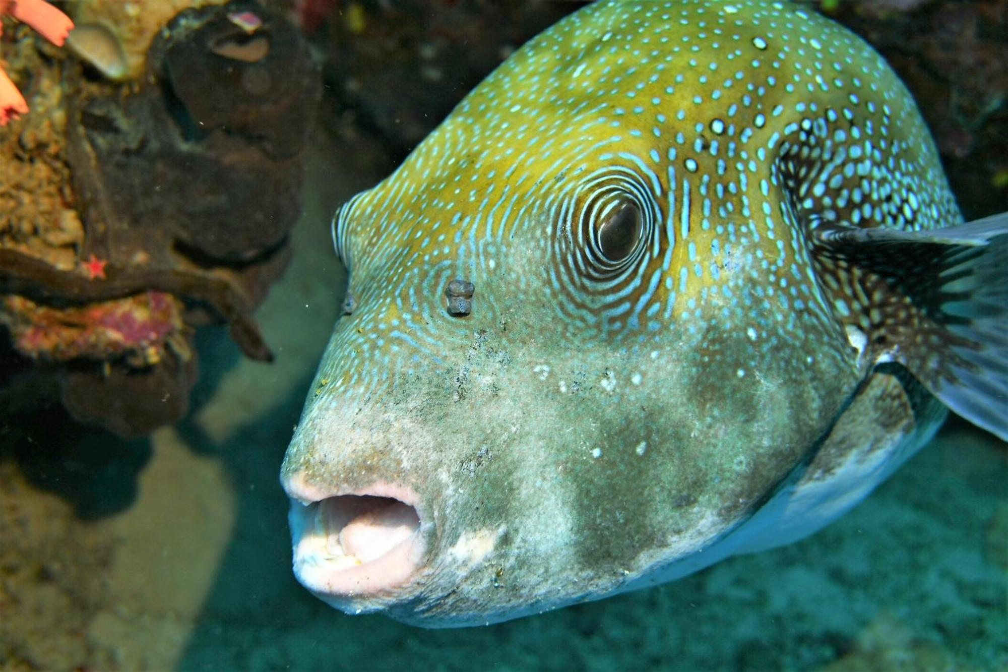 Bunaken Sea Garden Resort Экстерьер фото
